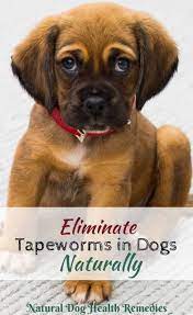 eliminate tapeworms in dogs using
