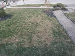 An alternative to dethatching a lawn is using a coring machine, which you can rent from a garden center. Talk Me Out Of Dethatching The Lawn Forum