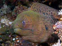 Moray is an adult female seawing who was introduced in the lost heir. Giant Moray Wikipedia