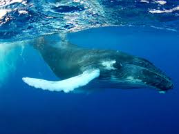 Fascinating Humpback Whale Facts