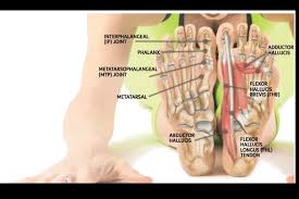 These ligaments are often referred to as your mcl. Feet Human Anatomy Bones Tendons Ligaments And More