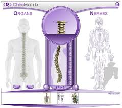 The Human Spine Check It Out