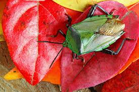 how to get rid of stink bugs in the