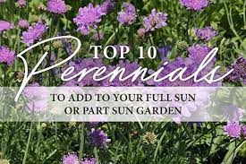 The best full sun perennial flowers here at plant delights are those that can take day after day of bright summer sun without fading or burning. Top 10 Perennials For Full Or Part Sun Crocker Nurseries