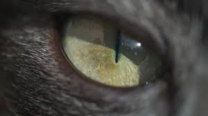 all about cat eyes petmd