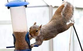 debunking homemade squirrel repellents