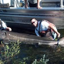 Survey Sturgeon Fish Hold Steady In Snake River Section