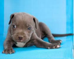 However, the blue pitbull is not in any way a. Blue Pit Bull Puppies Lovetoknow