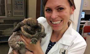 dental problems in pet rabbits