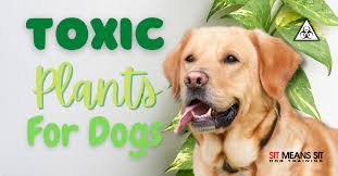 The Most Toxic Plants For Dogs Sit