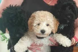 toy poodle dogs puppies gumtree