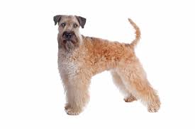 irish soft coated wheaten terrier