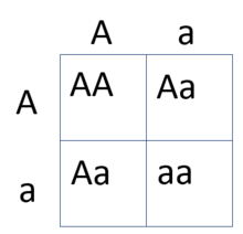 Includes worked examples of dihybrid crosses. Punnett Square Wikipedia