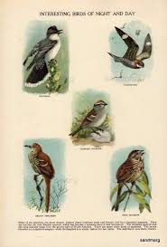 1896 Chart Interesting Victorian Birds Of Night And By