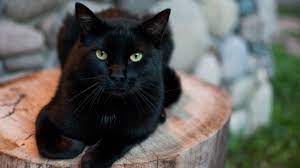 Adorable funny black baby cat. How Natural Light Can Affect The Way Black Cats Look