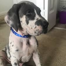 This breed does well with children, although due to its size, should be supervised. Great Dane Puppies For Sale Near Ohio Great Danes Puppies For Sale Facebook