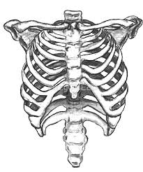 Easy, step by step rib cage drawing tutorial. Skeleton Ribcage Skeleton Drawings Skeleton Art Drawing Skeleton Art