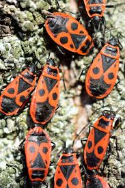 Haben sie kleine rote käfer in ihrem garten oder am wegesrand entdeckt, dann handelt es sich voraussichtlich um die sogenannte feuerwanze. Rote Kafer Im Garten Wie Gefahrlich Sind Feuerwanzen Und Co Fur Unsere Pflanzen