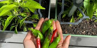 harvesting and storing chilis correctly