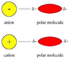 An ion with a net positive charge is called a cation; Ion Dipole Forces