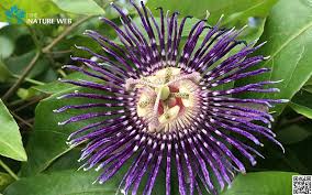 purple pion flower