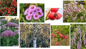 What To Plant In October For Months Of