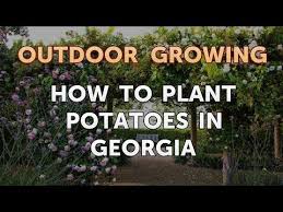 How To Plant Potatoes In Georgia