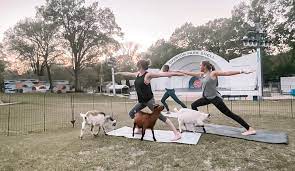 goat yoga at overton park s kids