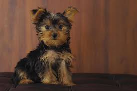 Buy and adopt healthy teacup puppies online such as, maltese, pomeranian, poodle, yorkie, pekingese, shih tzu and chihuahua, cavalier king are you searching for a healthy teacup puppy for adoption? Teacup Yorkie Puppies For Sale Near Me Yorkshire Terrier Puppies