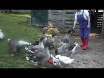 Image result for toulouse geese