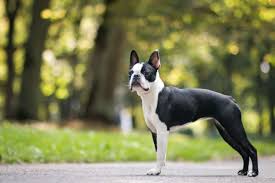 what were boston terriers bred for