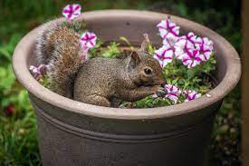 squirrel proof your garden