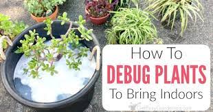 How To Debug Plants Before Bringing