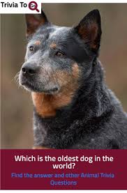 Only true fans will be able to answer all 50 halloween trivia questions correctly. Which Is The Oldest Dog In The World In 2021 Old Dogs Old Things Dogs