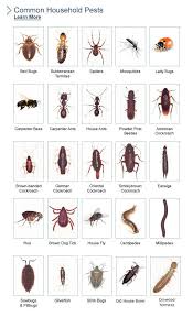 Pest Chart Some Of These Not Pests Lady Bird Beetles Are