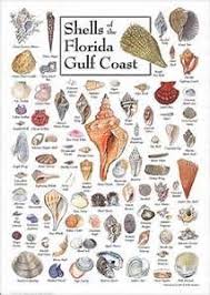 Shell Identification Chart Bing Images Shells Sea Life