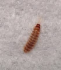 brown worms with stripes on the counter