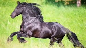 friesian horse the history and