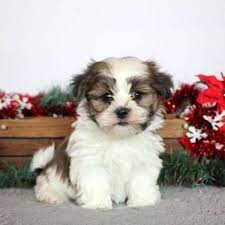 Maltese X Shih Tzu Puppies For Sale gambar png
