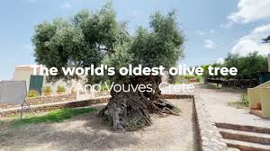 oldest olive tree ano vouves crete