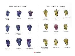 What Are Cool Climate Wines Wine Folly