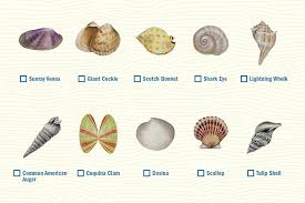 Guide To Navarre Seashells Navarre Beach Floridas Most