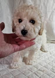 3 female cream toy poodle pups available