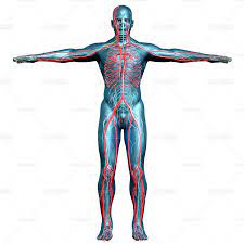 人体结构脉络肌肉人体模型-广告场景模型库-Cinema 4D(.c4d)模型下载-cg模型网