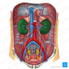 kidneys anatomy function and internal