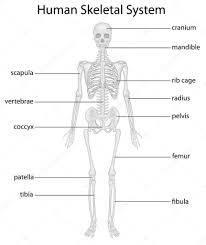 Skeletal System Diagram Stock Illustrations Royalty Free