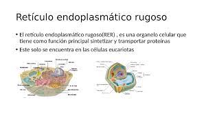retículo endoplasmatico rugoso