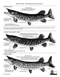 Want To Know How To Tell A Musky From A Northern Pike Or A