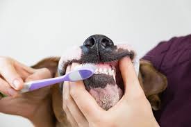 5 vet approved homemade dog toothpaste
