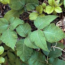 poison ivy plants how to identify and